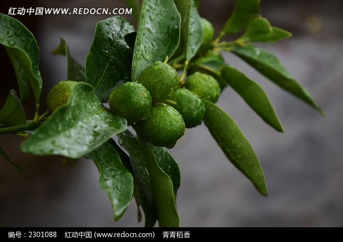 �������̵Ľ�۹�ʵͼƬ