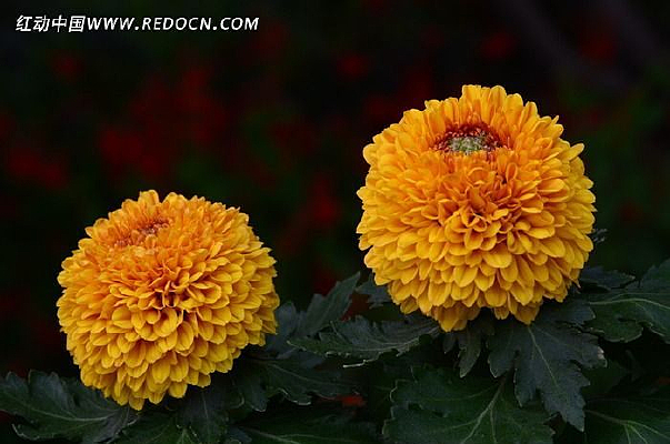 ���ɫ����