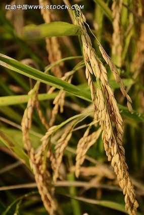 ��Ӳӵĵ���