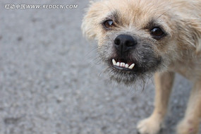 邋遢的呲牙小狗稻穗特写臭花高清摄影图湖边木上红蜻蜓孔雀开屏特写