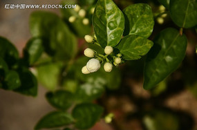 �������ŵ�����