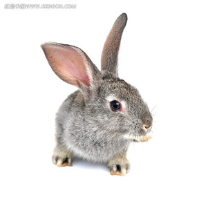 斜着脑袋的兔子