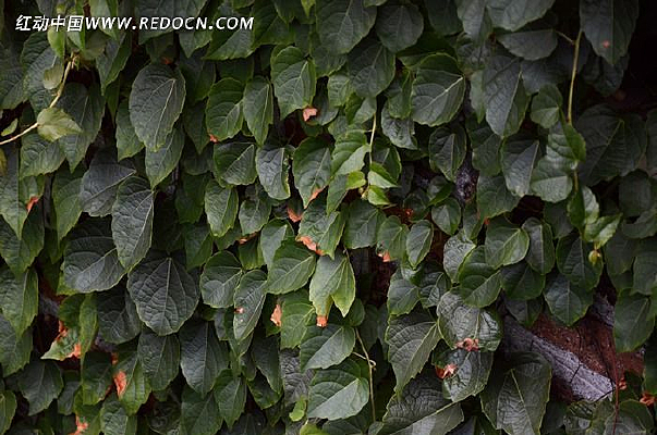 ��ï��Ҷ��