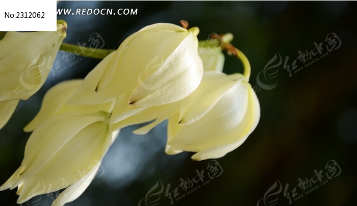 Ʈ�ݵ�ǧ������дͼƬ