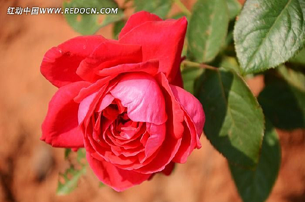 �����еĺ�ɫ�¼�