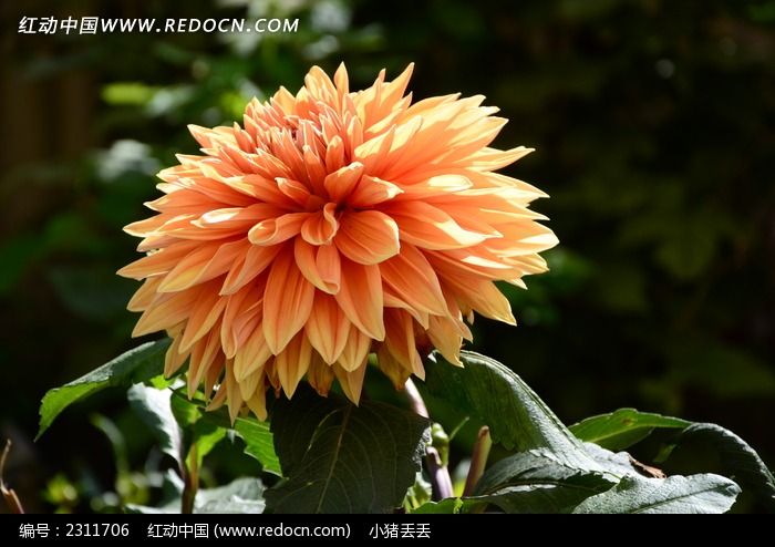 ���޵Ļ�ɫ������ͼƬ