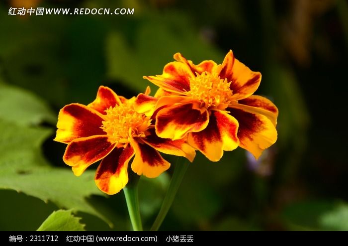 �����ޱȵĲ�˹��ͼƬ