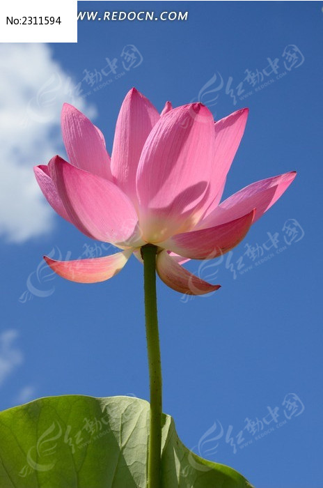 ������ʢ���ĺɻ�ͼƬ