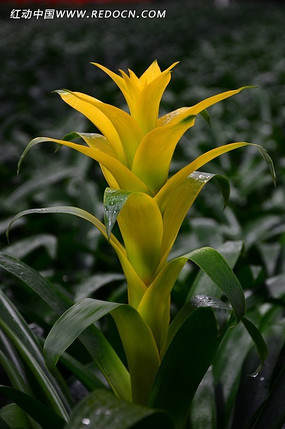 黄色凤梨花