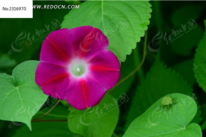 ��Ҷ�����µķ�ɫǣţ��ͼƬ