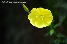 ��ɫ��õ��