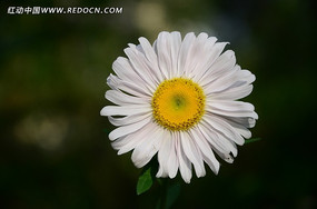 ��ɫ���޾�