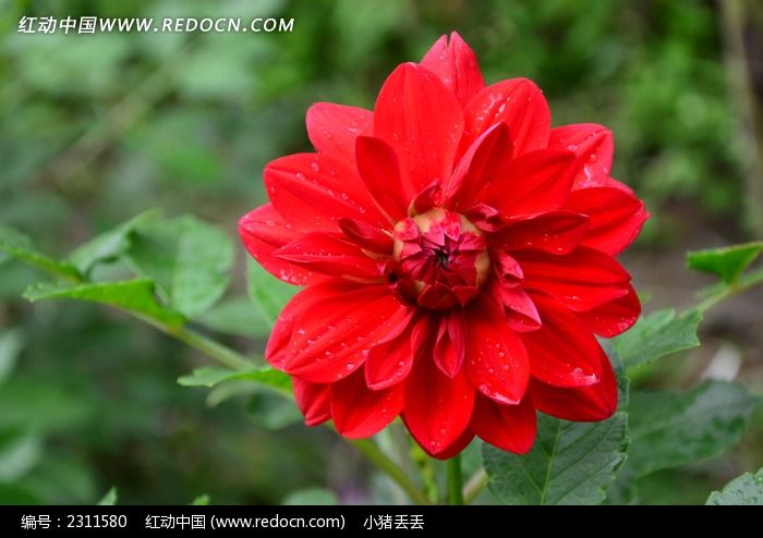 ���޵ĺ�ɫ������ͼƬ