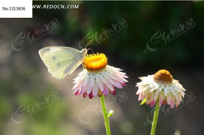 ��˾��ϵİ�ɫ����ͼƬ