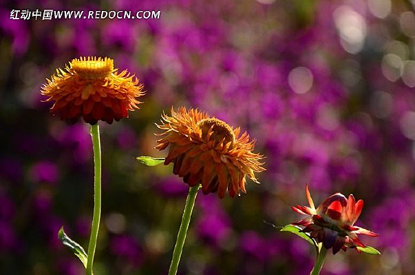 ������ͼƬ