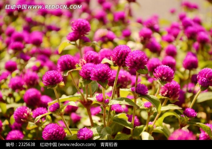 ���պ컨��ͼƬ