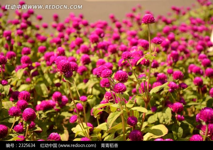 ���򻨻���ͼƬ