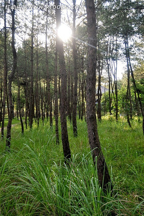 阳光松树林