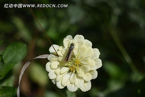 �ջ����۷�