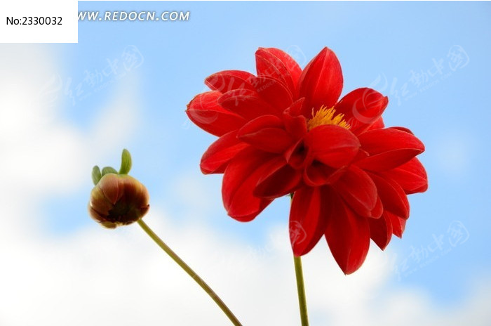 ��ɫ������ͼƬ