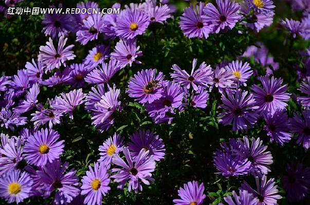 ��ɫ���޾ջ�