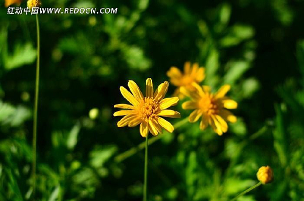 ���ջ���