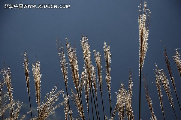 ������ҫ«έ