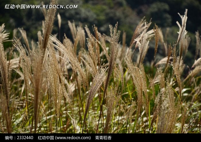 ���«έ������дͼƬ