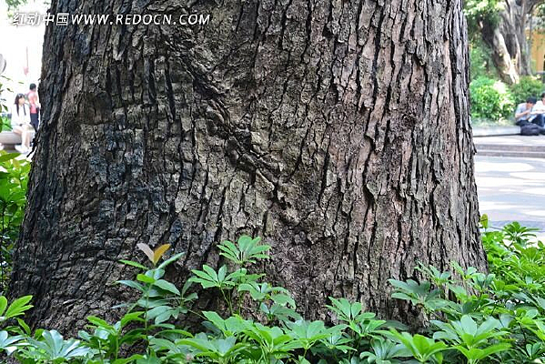 ����ľ��