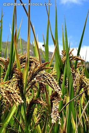 ˮ��������