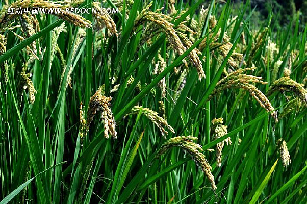 ������дͼƬ