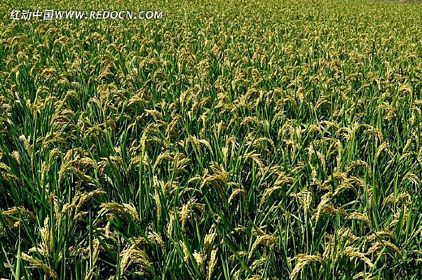 ������԰