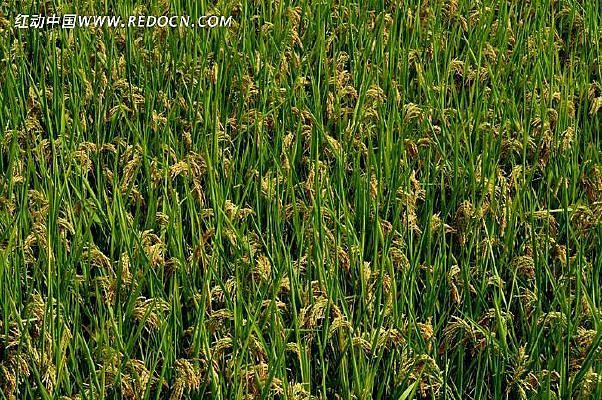 ���յĽ�����