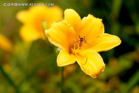 �����ϵ�С�۷�