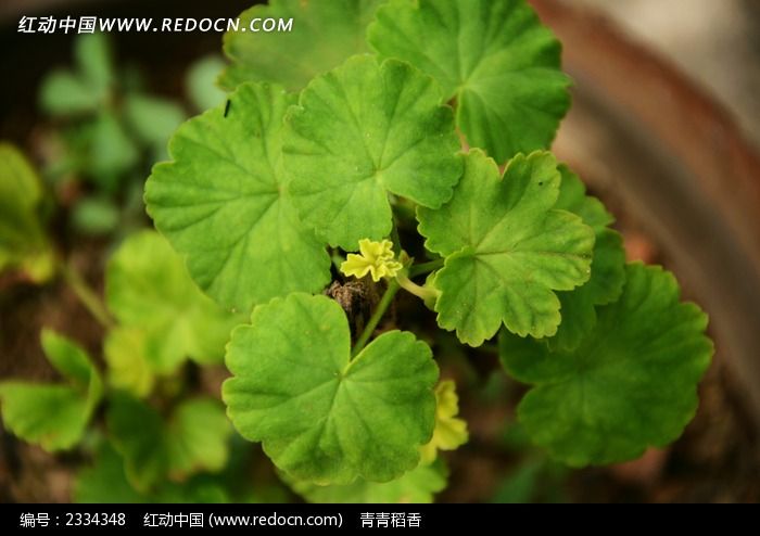 �ɰ�����Ҷ��дͼƬ