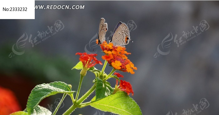 �����ϲ��۵ĺ���ͼƬ