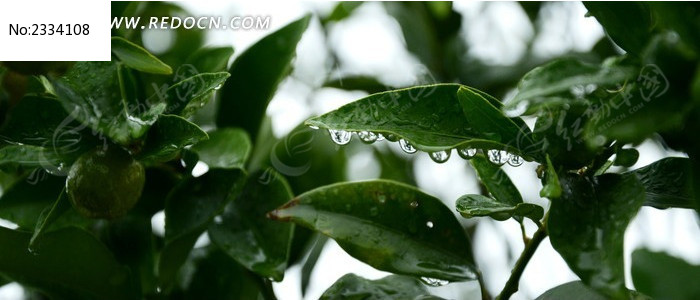 ������εĽ��ҶͼƬ