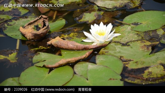 ��Ҷ��ʢ���İ�ɫ˯��ͼƬ