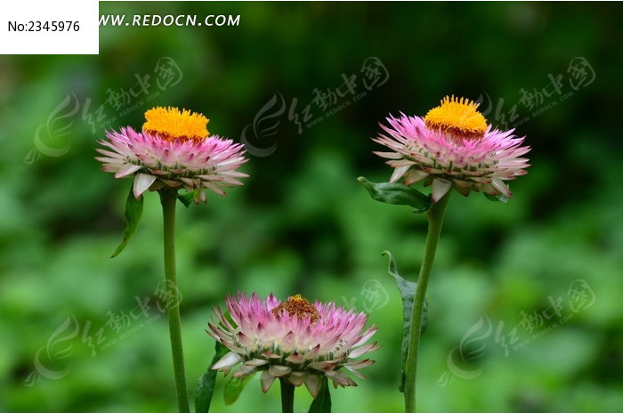 ��֧��˾�ͼƬ