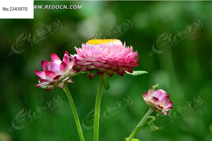 ��Ө�貵���˾�ͼƬ