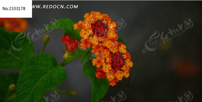 �������������ɫ��ͼƬ