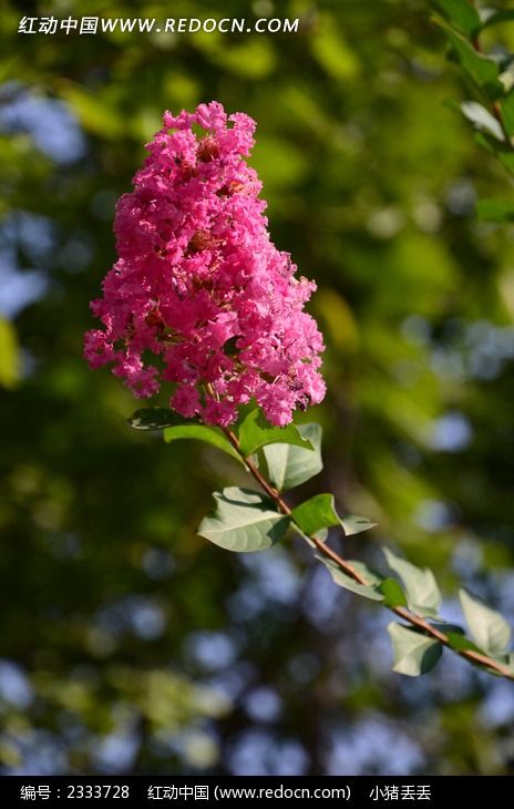 ʢ���ĺ�ɫ���㻨ͼƬ