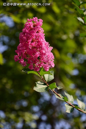 ��ɫ���㻨