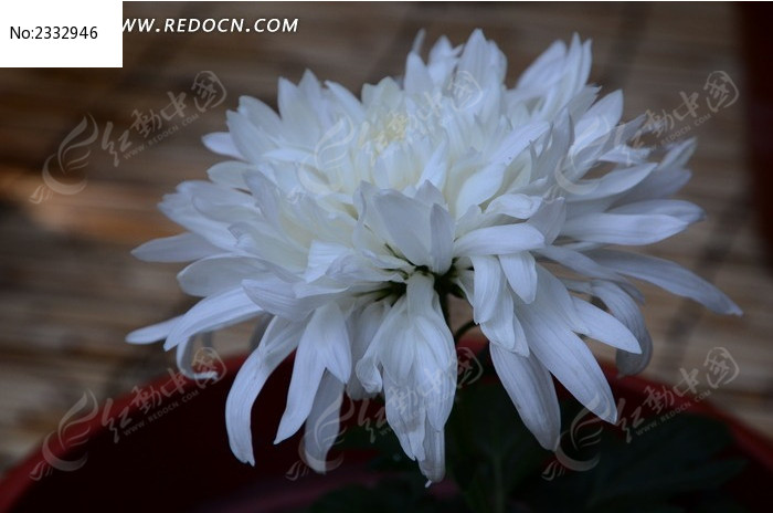 ��ɫ���ͼƬ