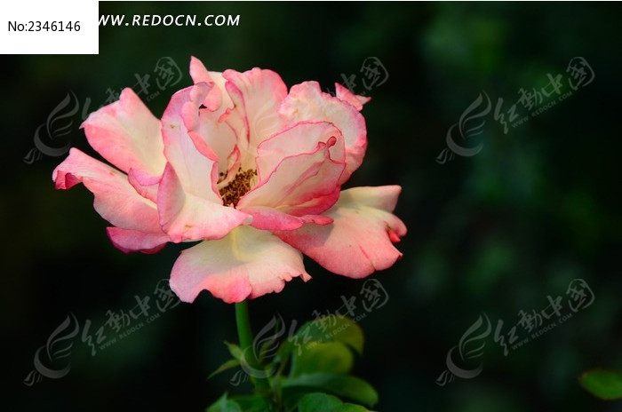 ��ɫ�¼���ͼƬ