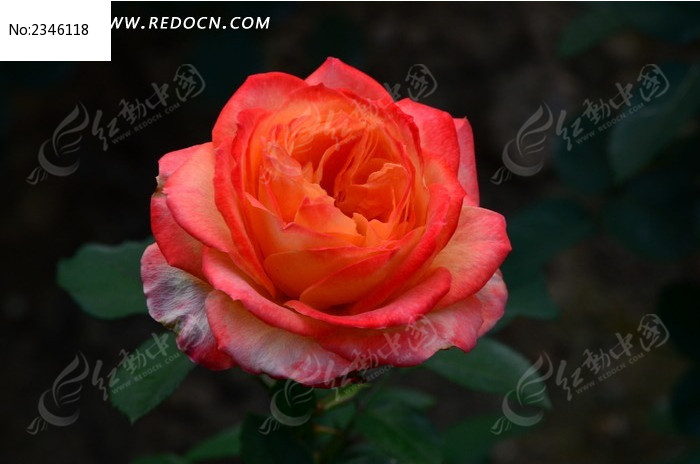 �ٺ���¼���ͼƬ