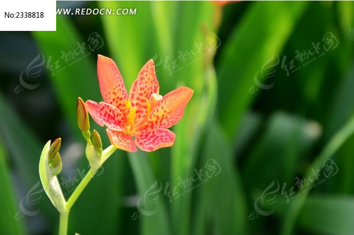 ���Ȼ� ��ɻ�ͼƬ