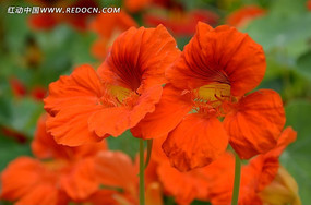 �ٺ�����