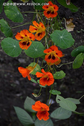 �ٺ�����