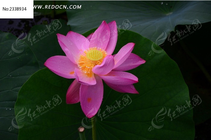 һ֧����ĺɻ�ͼƬ